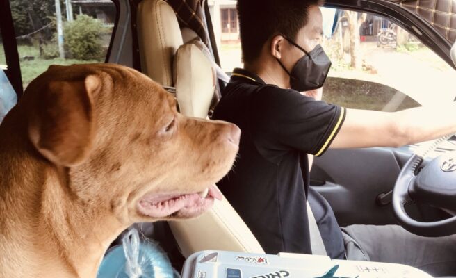Thuê Xe Chở Thú Cưng - Anh Ba Travel