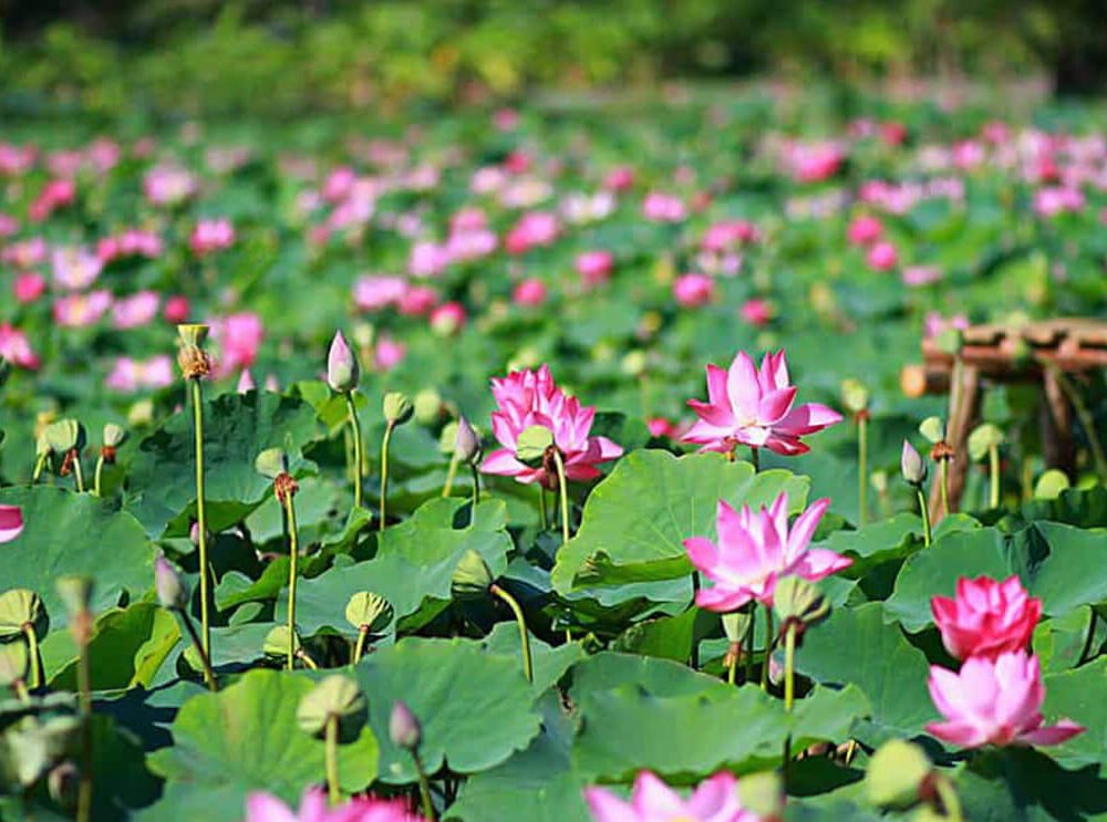 Thuê Xe Hợp Đồng Tại Đồng Tháp , Uy Tín - Anh Ba Travel