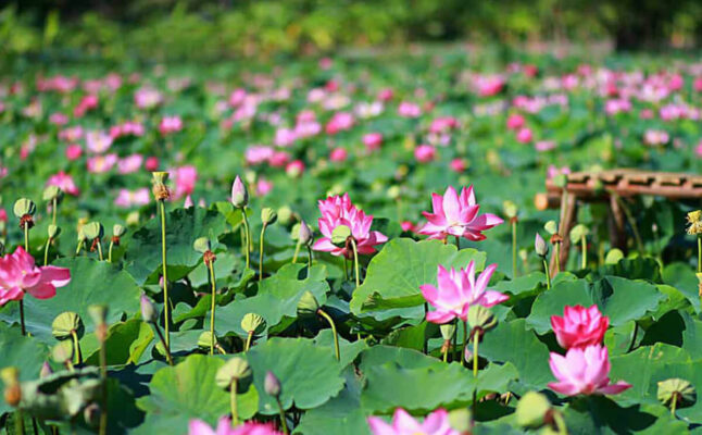 Thuê Xe Hợp Đồng Tại Đồng Tháp , Uy Tín - Anh Ba Travel