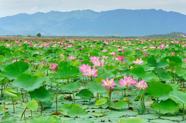Cho Thuê Xe Du Lịch 4, 7, 16 Chỗ Tại Đồng Tháp Giá Rẻ - Ạnh Ba Travel