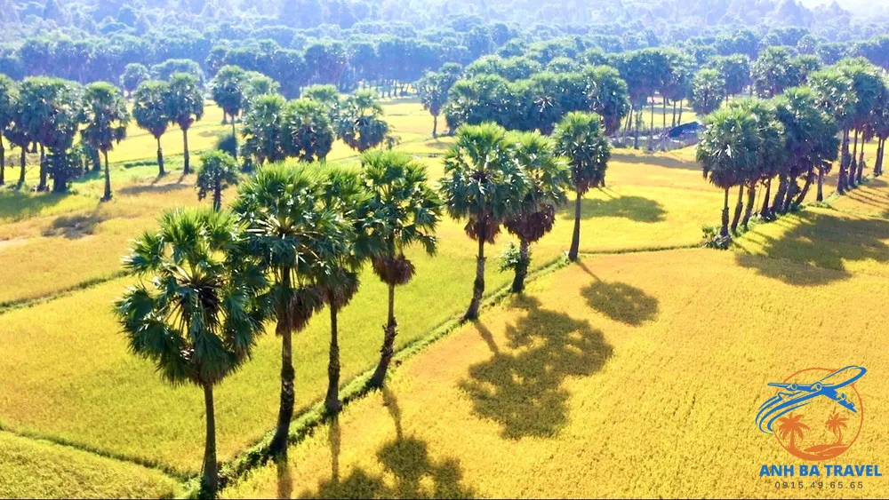 Đặc Sản An Giang - Ruộng Thốt Nốt